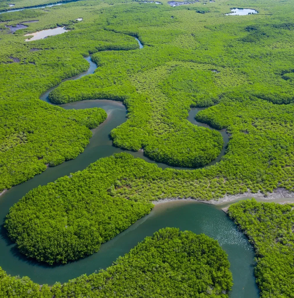 rio com arvores verdes
